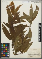 Foto von Salix rigida Muhl.